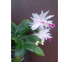 Шлюмбергера  сорту Бранка Добрада ( schlumbergera Branka Dobrada)